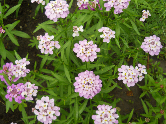 iberis