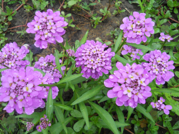 iberis