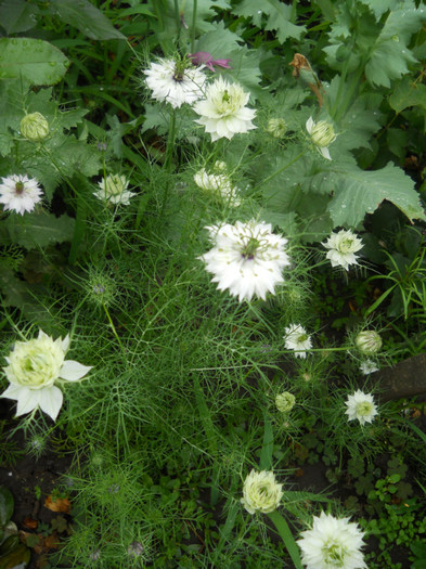 nigella - A12vara2011