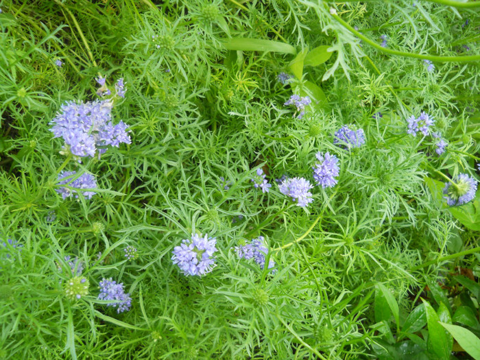 gilia - A12vara2011