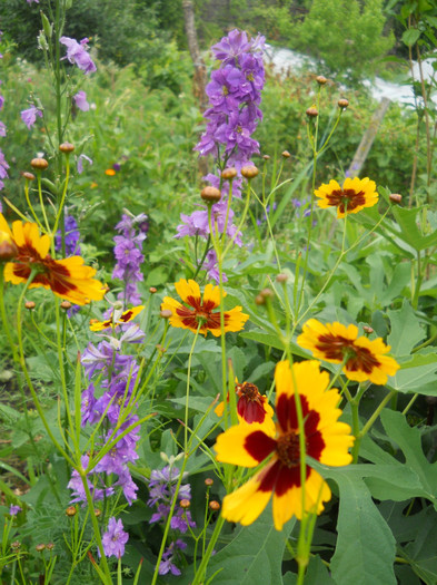nemtisor,coreopsis - A12vara2011