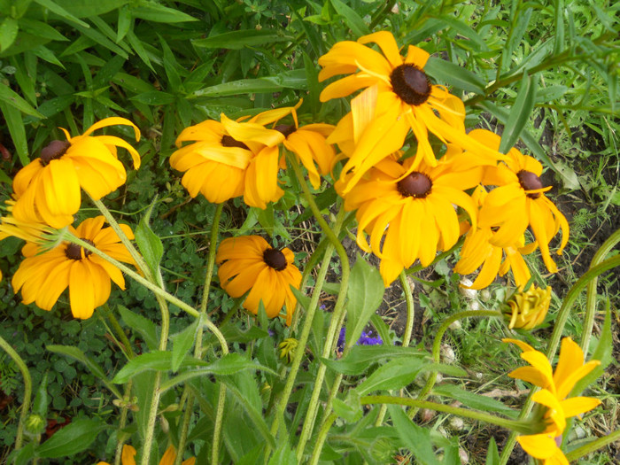 rudbeckia