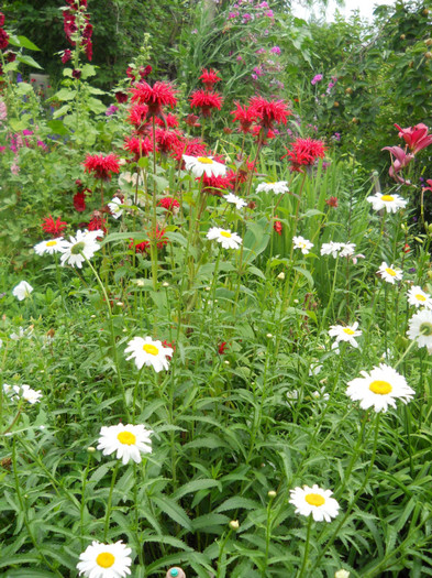 margarete perene,monarda