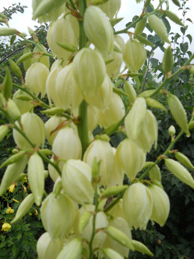 yuca - A12vara2011