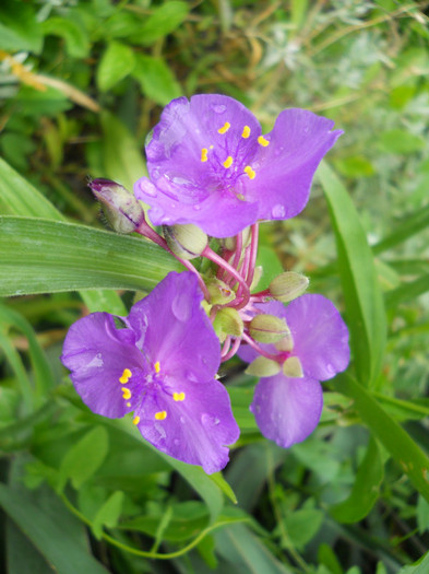 tradescantia osprey - A12vara2011