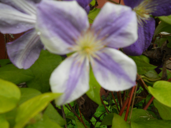 clematita bolnava