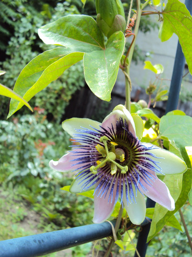 DSC02297 - Passiflora