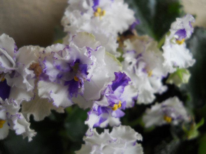 violeta - A12vara2011