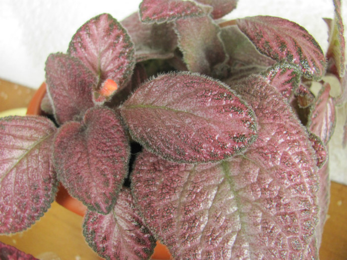 30 06 2011 001 - Episcia