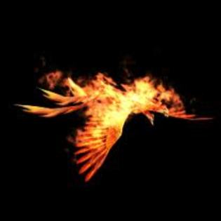 images - pasarea phoenix