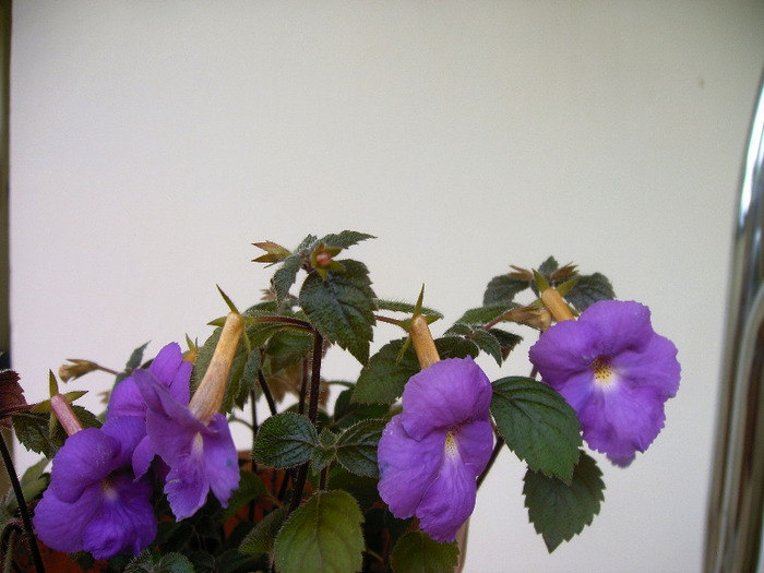 IMAG0002 - Diverse flori