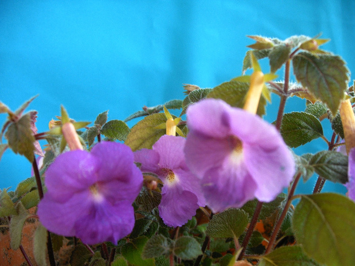 IMAG0007 - Diverse flori
