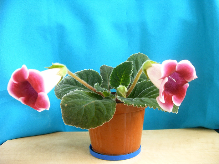 IMAG0010 - Diverse flori