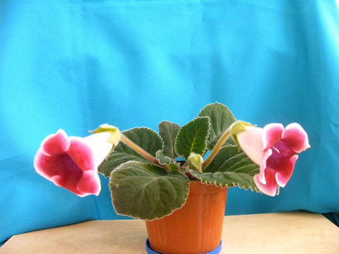 IMAG0011 - Diverse flori