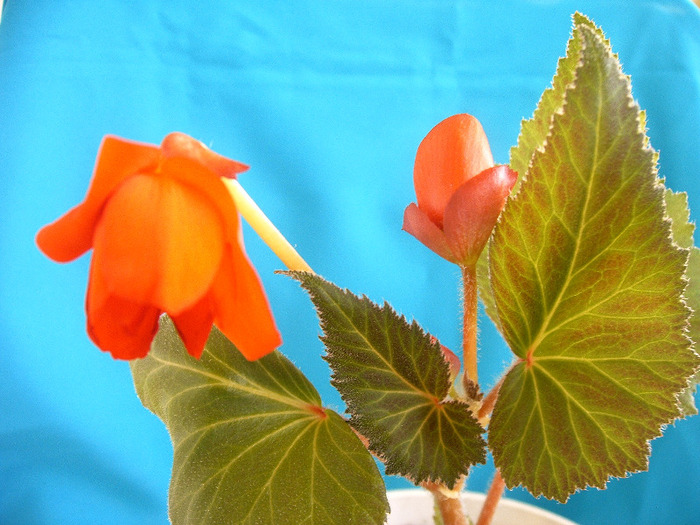 Begonie - Diverse flori