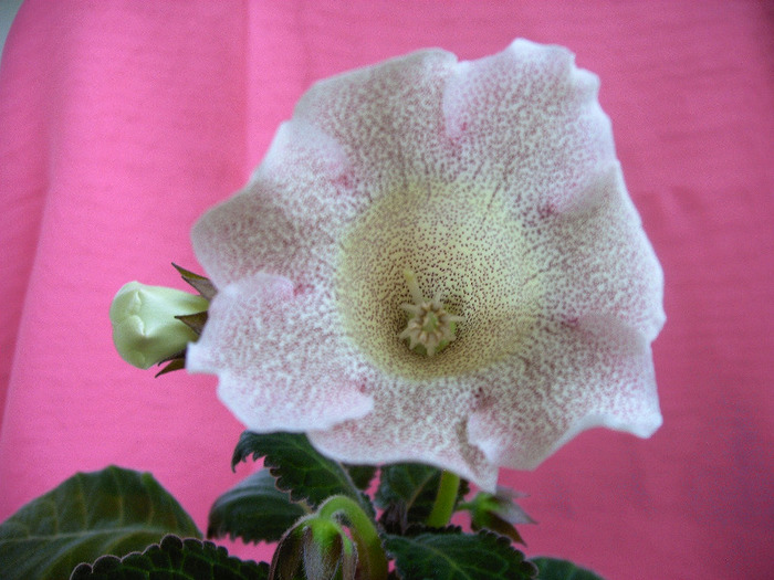 IMAG0020 - Diverse flori