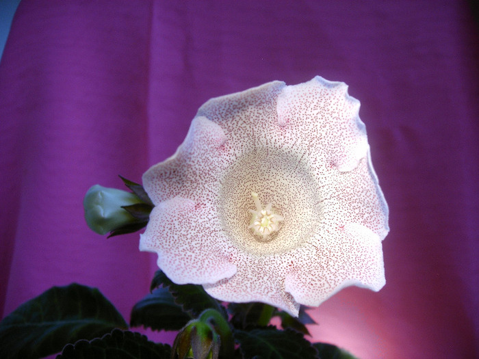 IMAG0021 - Diverse flori