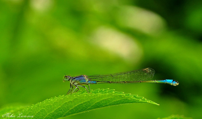libelula - Animalutele mele