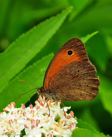 Pyronia tithonus - Animalutele mele