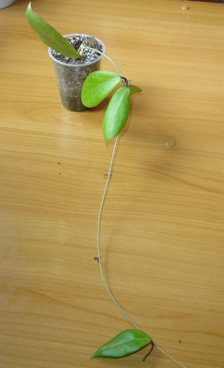 30.06.11 - Hoya Camphorifolia