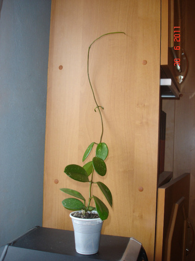 30.06.11 - Hoya Diversifolia