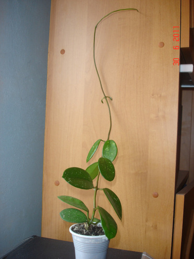 30.06.11 - Hoya Diversifolia