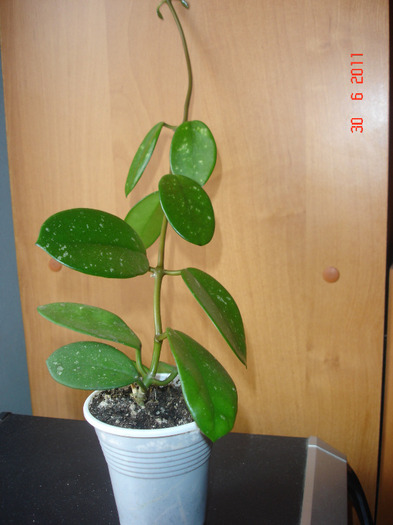 30.06.11 - Hoya Diversifolia