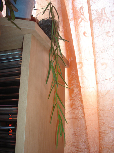 30.06.11 - Hoya Linearis