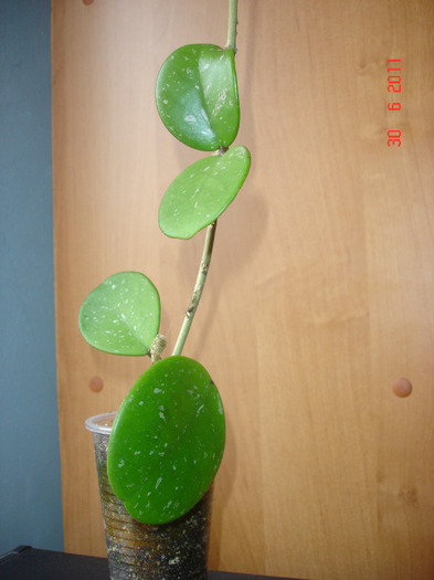 30.06.11 - Hoya Obovata