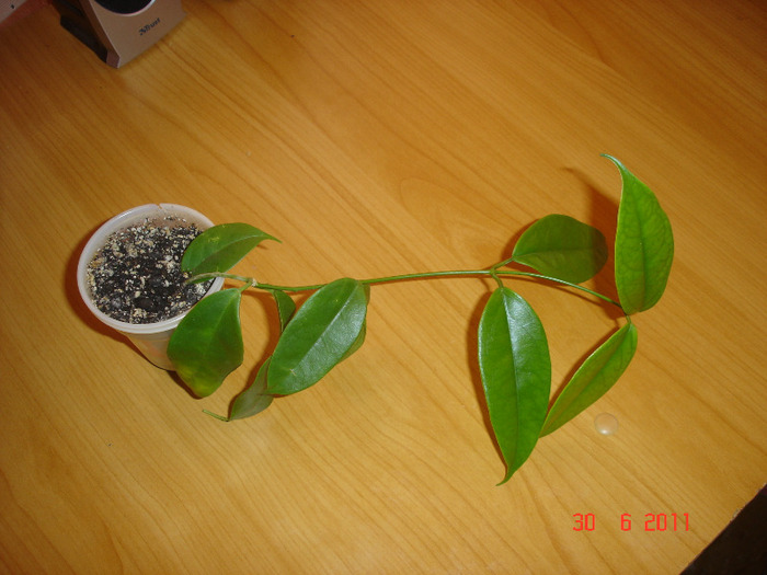 30.06.11 - Hoya Vitiensis