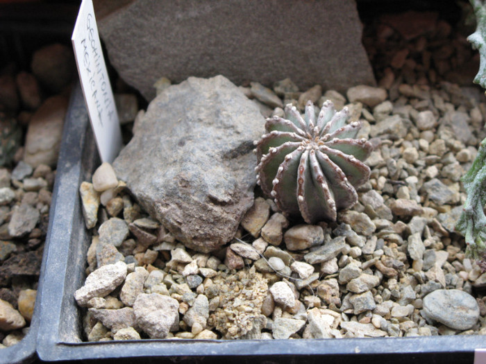 GEOHINTONIA mexicana