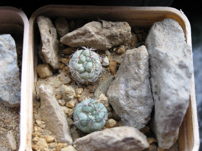 ORTEGOCACTUS macdougali - CACTACEAE - diverse specii si genuri