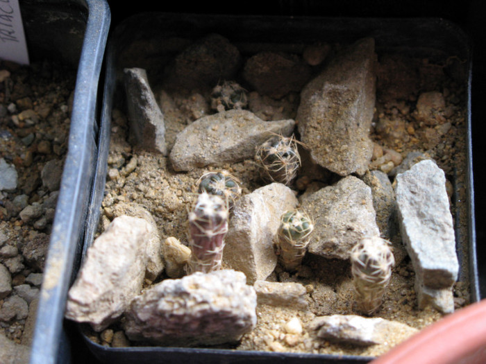 CINTIA knizei  (luna aprilie) - CACTACEAE - diverse specii si genuri