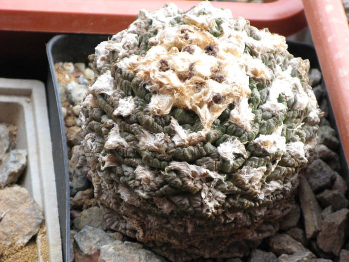 Ariocarpus fissuratus - CACTACEAE - diverse specii si genuri