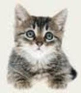 Ciuci - Centru de adoptie pisici