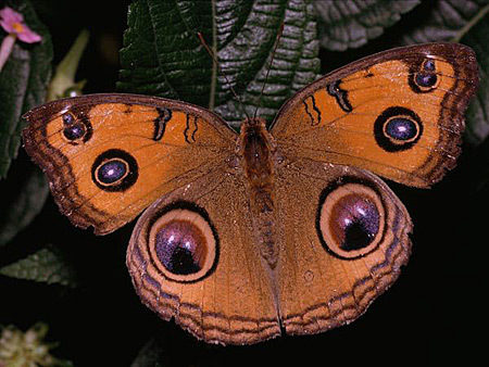 fluture - Fluturi