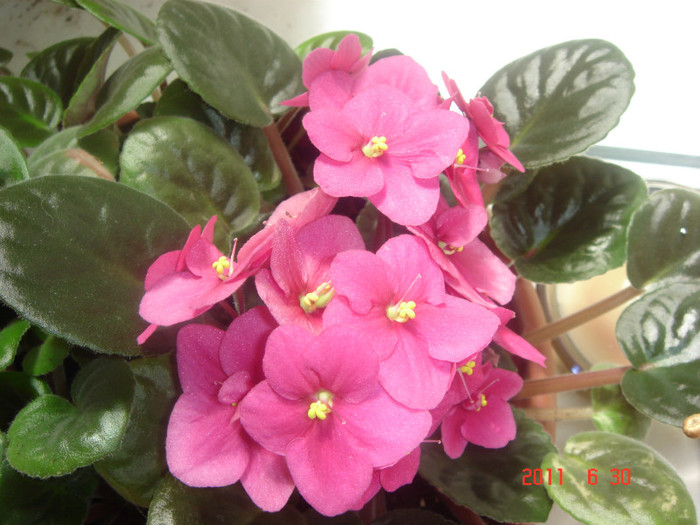 DSC00534 - Vara 2011