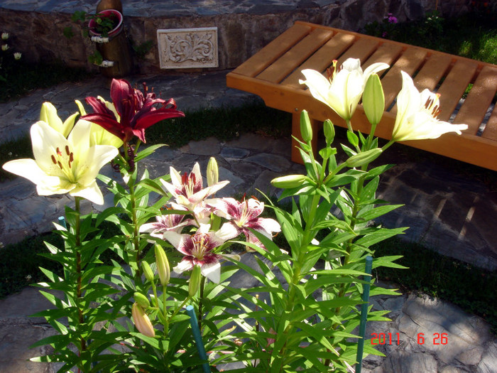DSC00389 - Vara 2011