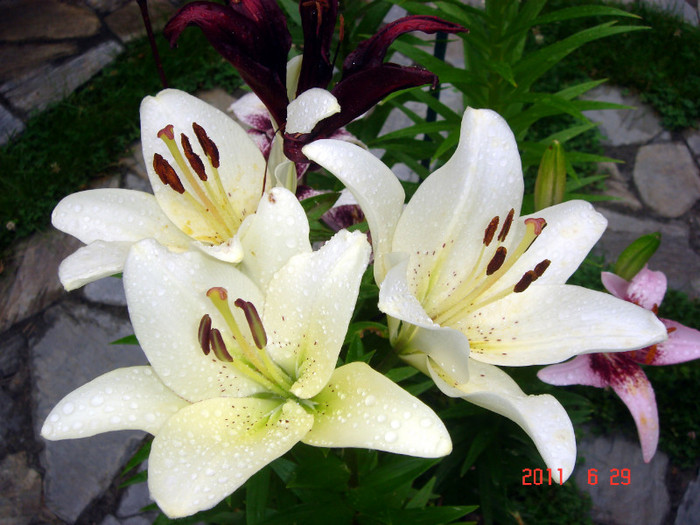 DSC00402 - Vara 2011