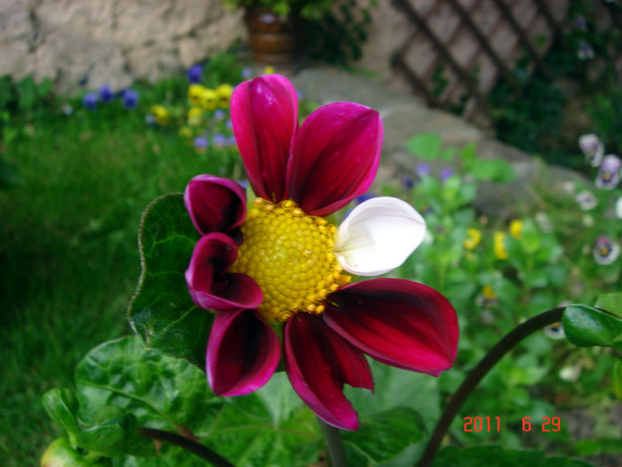 DSC00410 - Vara 2011