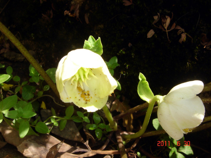 DSC00430 - Vara 2011