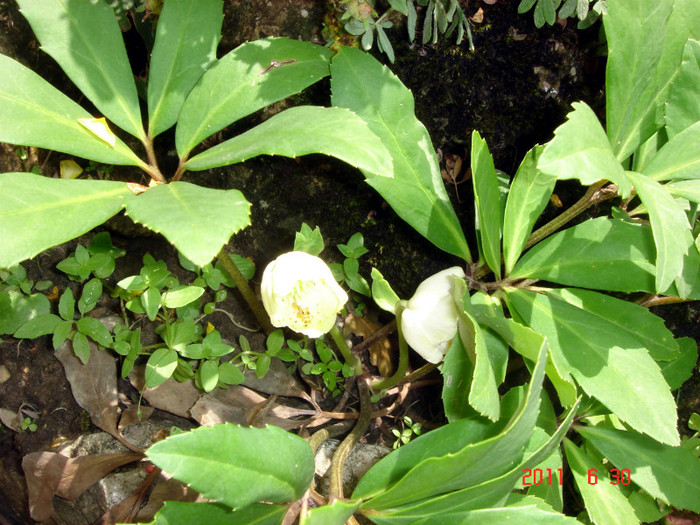 DSC00431 - Vara 2011