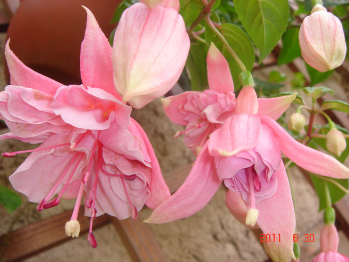 DSC00438