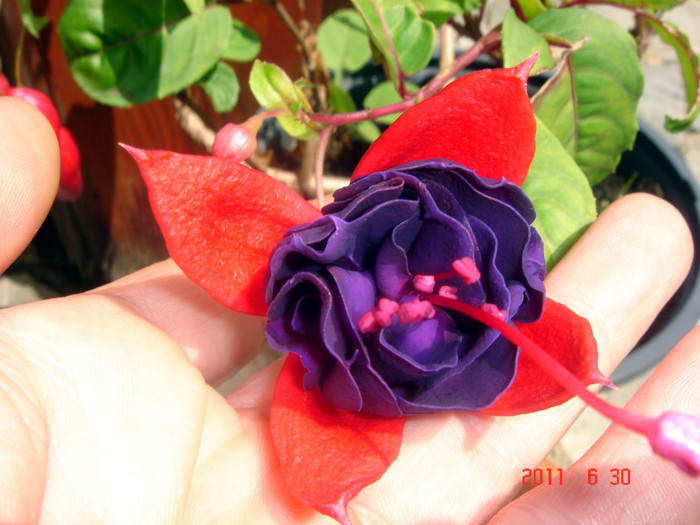 DSC00453 - Vara 2011