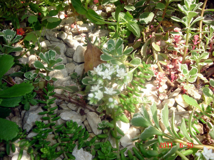 DSC00457 - Vara 2011