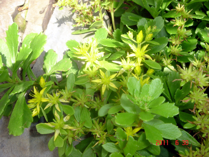 DSC00458 - Vara 2011