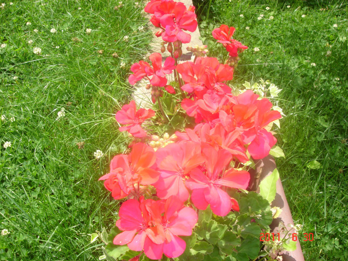DSC00474 - Vara 2011
