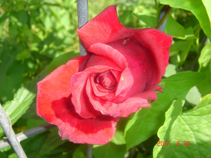 DSC00478 - Vara 2011