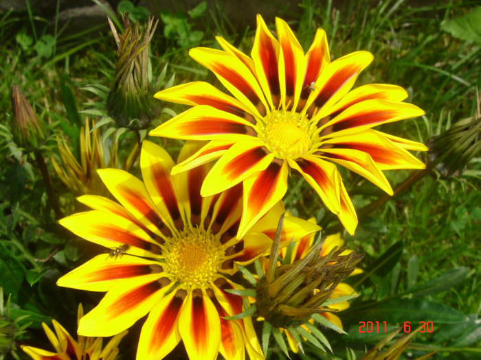 DSC00479 - Vara 2011
