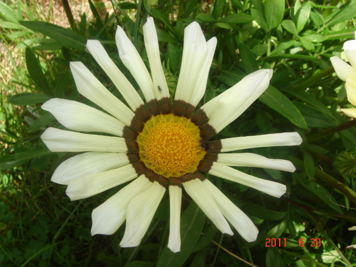DSC00483 - Vara 2011